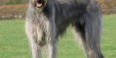 Irish Wolfhound